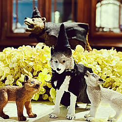 動物フィギュア/Schleich/シュライヒ/ハロウィン/丁寧な暮らしを心がけて...などのインテリア実例 - 2022-10-14 23:42:01