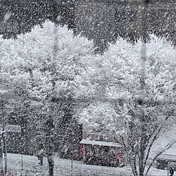 壁/天井/京都だよ❤︎/大雪警報のインテリア実例 - 2022-01-21 11:28:32