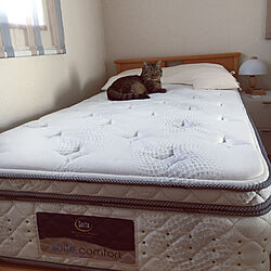 Serta bed/RoomClipアンケート/猫/IKEA/ニトリ...などのインテリア実例 - 2020-01-11 14:15:49