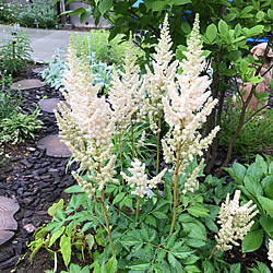 アスチルベ（ビジョンインフェルノ）/マイガーデンの記録/植物のある暮らし/庭仕事が楽しみ/お花が大好き♡...などのインテリア実例 - 2022-07-05 14:24:57