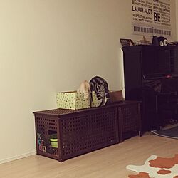 リビング/マンション暮らし/IKEA/RC茨城支部/猫のいる生活...などのインテリア実例 - 2017-03-25 00:00:24