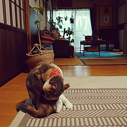 癒し/平屋暮らし/雨の日の過ごし方/築年数46年以上/古い家に住む...などのインテリア実例 - 2022-06-05 10:18:09