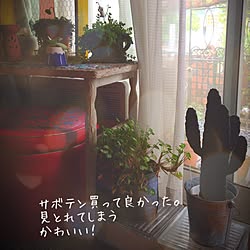 棚/スミエボシ/多肉/観葉植物/サボテンのインテリア実例 - 2015-08-30 08:43:23