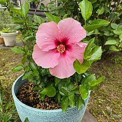 お水をこまめに飲みました/体がだるい日でした/ハイビスカス鉢植え/雨27℃☔️/蒸し暑いですね...などのインテリア実例 - 2023-07-08 19:45:17