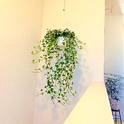 玄関/入り口/へデラ/階段の壁/階段/観葉植物...などのインテリア実例 - 2017-02-05 10:15:06