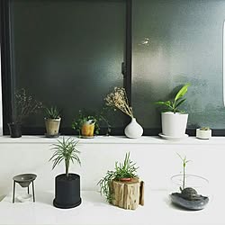 部屋全体/GREENのある暮らし/植物/イイホシユミコのインテリア実例 - 2016-08-25 16:05:34