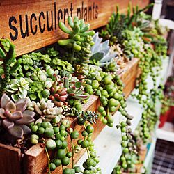 壁/天井/succulent plants/すのこ棚/多肉の寄せ植え/DIY...などのインテリア実例 - 2016-10-19 22:27:46