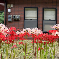 彼岸花/自然に囲まれて/花が好き♡/花のあるお庭/自然を感じる...などのインテリア実例 - 2019-10-01 21:25:11