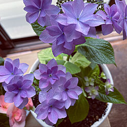 癒し◡̈❁*/鮮やかな色/綺麗/青紫の花/紫陽花...などのインテリア実例 - 2021-06-29 09:00:18