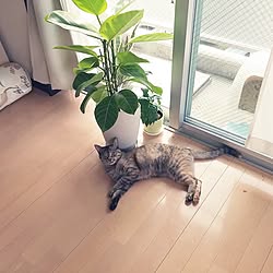 リビング/観葉植物/ひとり暮らし/男子部屋/ねこのいる風景...などのインテリア実例 - 2016-09-11 11:48:59