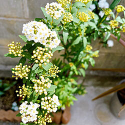 珍しいチューリップ/植物のある暮らし/春が好き/コデマリの花/チューリップ...などのインテリア実例 - 2023-03-29 11:33:16