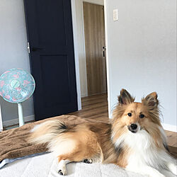 ベッド周り/ヴィンティア/犬と暮らす/犬と暮らす家のインテリア実例 - 2018-09-02 09:45:43