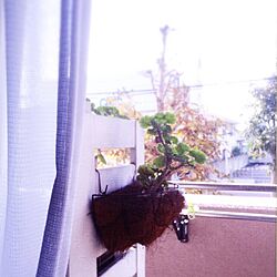 棚/木々と草花/ベランダガーデン/ナチュラル/窓からの眺め...などのインテリア実例 - 2016-09-25 09:15:22