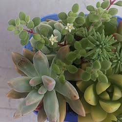 観葉植物/秀香縁/植物/花/多肉販売...などのインテリア実例 - 2017-06-24 13:46:37