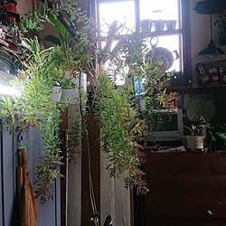 玄関/入り口/(*n´ω`n*)/観葉植物/ついつい買ってしまう。/グリーン×雑貨...などのインテリア実例 - 2023-05-07 18:25:04