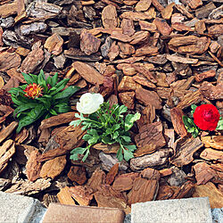 お花のある暮らし/春到来や〜暖かい❁*ﾟ/お気に入りの場所/花壇DIY/玄関/入り口...などのインテリア実例 - 2022-05-07 08:25:26