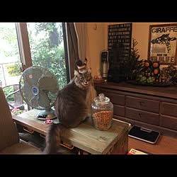 バス/トイレ/ねこ部/棚DIY/テレビ台DIY/レオ様...などのインテリア実例 - 2015-09-08 09:03:52