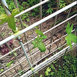 部屋全体/庭/朝顔/地植えのインテリア実例 - 2023-05-13 14:45:48