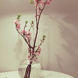 リビング/春のディスプレイ/桜の木/春の花/桜の枝のインテリア実例 - 2015-03-22 20:36:15