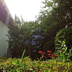 紫陽花/夏です。/朝です。/庭という名のジャングル๑๑๑のインテリア実例 - 2014-07-12 06:07:01