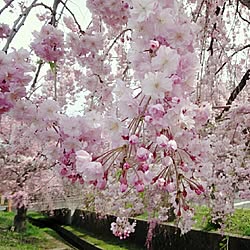 玄関/入り口/桜/しだれ桜のインテリア実例 - 2015-04-03 14:20:18