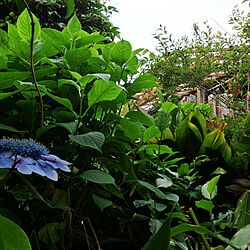 庭/庭という名のジャングル๑๑๑/山紫陽花/ベランダみえてきた♪のインテリア実例 - 2014-06-14 16:27:37