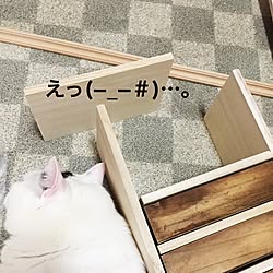 棚/板/100均/ねこ♡/猫の名前は「りん」です♡のインテリア実例 - 2015-07-31 12:06:11