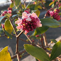 沈丁花/花のある暮らし/ガーデニング/花が咲きました/玄関/入り口...などのインテリア実例 - 2019-03-02 07:10:12