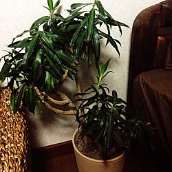 ベッド周り/ソングオブジャマイカ/観葉植物/植物のある暮らしのインテリア実例 - 2016-02-07 21:40:26