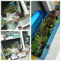 玄関/入り口/多肉の寄せ植え/錆び錆びの工具箱/しゃれとんしゃあ会のインテリア実例 - 2015-04-08 14:29:00