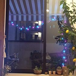 部屋全体/グッバイクリスマス/クリスマス/照明のインテリア実例 - 2015-12-29 02:05:21