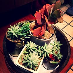 玄関/入り口/植物/多肉植物/観葉植物のインテリア実例 - 2013-11-24 21:00:49