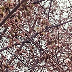壁/天井/桜のインテリア実例 - 2016-03-29 22:07:57