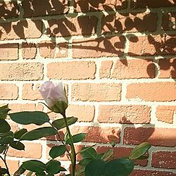 玄関/入り口/庭/薔薇が好き/薔薇、ピンクシフォンのインテリア実例 - 2016-05-02 08:28:38