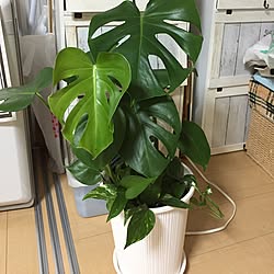 寄せ植え観葉植物☆/旦那が増やすなょ！の約束ムシ/同業者じゃアカンかぁー！/元花屋経験者/欲しかったモンテラ君買う（՞ټ՞☝...などのインテリア実例 - 2017-06-11 00:37:55