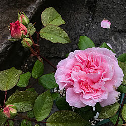 ピンクグルスアンアーヘン/薔薇/自然がいっぱい/いい一日/幸せ時間...などのインテリア実例 - 2019-05-20 08:37:26