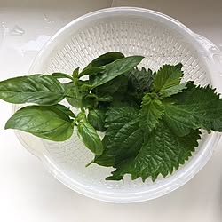 玄関/入り口/初収穫/植物/薬味/残土が固くて難儀のインテリア実例 - 2017-06-26 09:31:35