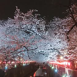 部屋全体/春の景色/春/桜/リラックスタイムのインテリア実例 - 2017-04-09 22:24:31