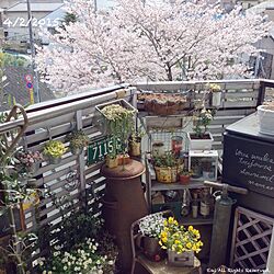 壁/天井/a.s.g/桜のインテリア実例 - 2015-04-02 11:36:04