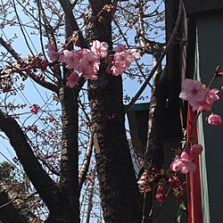 玄関/入り口/植物のインテリア実例 - 2014-03-24 12:04:13
