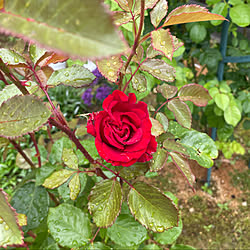 真紅の薔薇/レッドクイーン(ドイツ)/朝から雨☔️/雨16℃肌寒い/咲くのが楽しみ♡...などのインテリア実例 - 2022-06-06 23:17:21