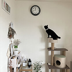 カインズホームのキャットタワー/猫と暮らす家/保護猫と暮らす/好きなものを飾る/好きな香りのある暮らし...などのインテリア実例 - 2022-11-15 13:21:22
