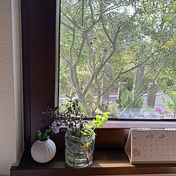 窓辺に花/木製ドア/庭/木が好き/ガーデニング...などのインテリア実例 - 2022-04-23 09:21:56