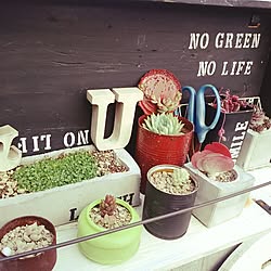 玄関/入り口/多肉植物/棚DIＹ/セメント鉢/JUNK GARDEN...などのインテリア実例 - 2016-04-13 09:11:05