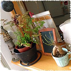 棚/植物のインテリア実例 - 2013-10-09 08:10:40