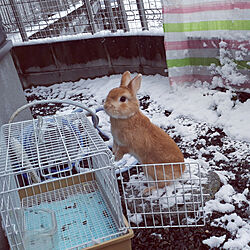 雪景色/1月の庭/雪景色の庭/うさぎと暮らす/植物のある暮らし...などのインテリア実例 - 2022-01-21 10:12:51