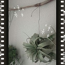 壁/天井/雑貨/観葉植物のインテリア実例 - 2014-11-07 20:38:57