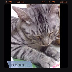 リビング/猫たん/手作り/ソファのインテリア実例 - 2013-11-18 00:29:31