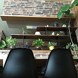 棚/壁紙屋本舗/DIY/観葉植物のインテリア実例 - 2015-10-27 12:10:52