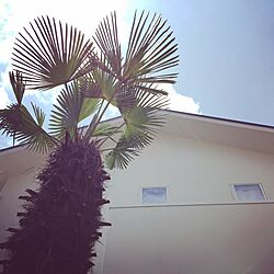 玄関/入り口/西海岸風/サーファーズハウス/カリフォルニアスタイル/シュロの木のインテリア実例 - 2016-07-05 21:40:31